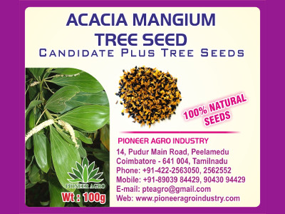 Acacia Mangium